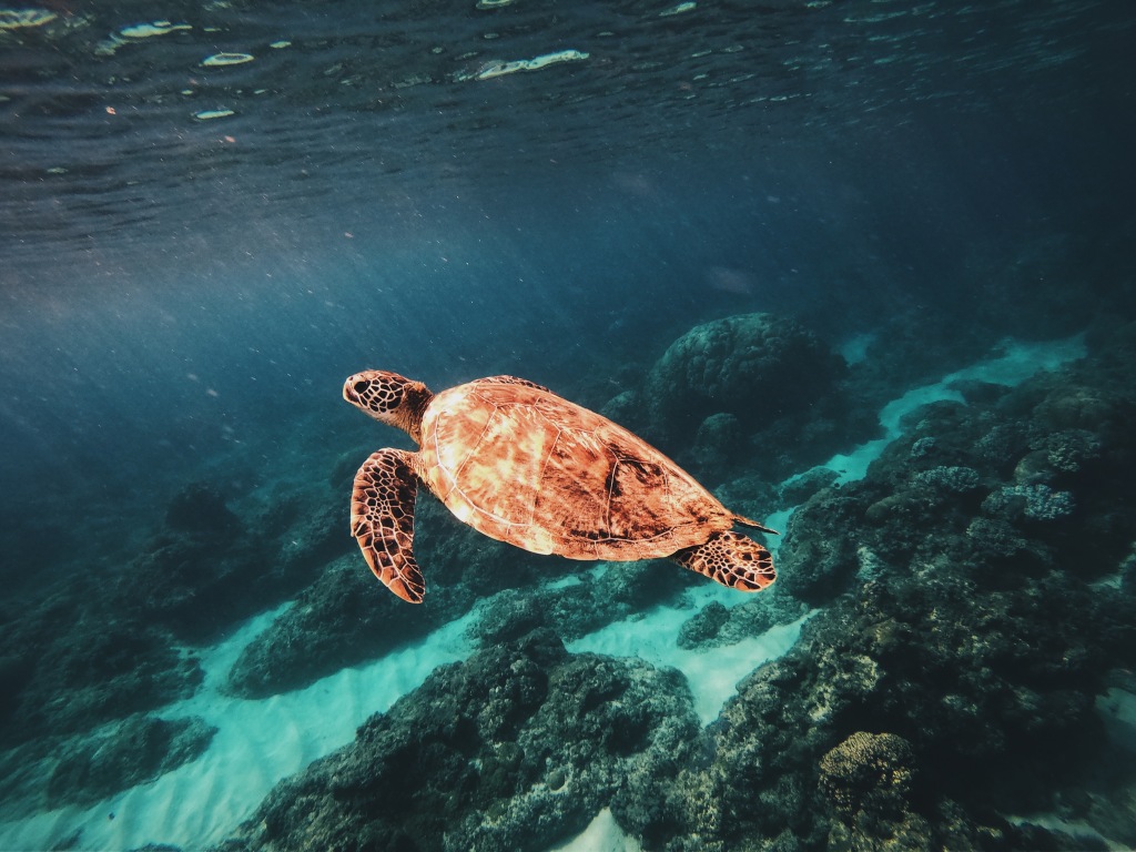 小琉球自由潛水潛點推薦，來去追海龜！